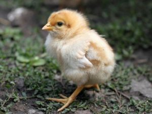 New born chick on nature background