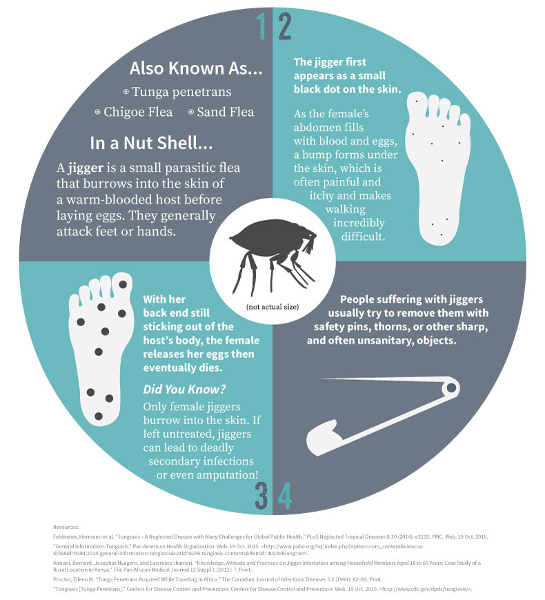 Infographic explaining what a jigger is and the damage they can do to the people they attack. 