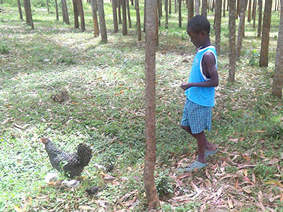 James looking after the chickens