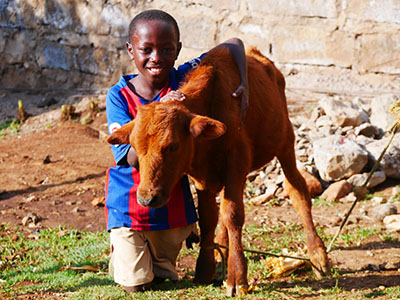 A child smiling while petting a cow